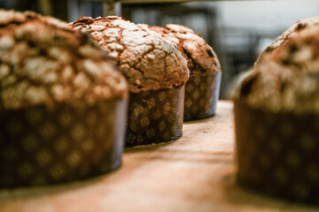 Baking a group of panettone italian christmas sweet cake in pro oven