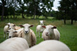 sheep on the farm