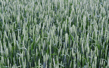 Green spikelets of wheat against background of wheat field in sunny day. Oats rye barley. Juicy fresh unripe ears of young cereal on nature in spring-summer field close-up macro. Screensaver desktop