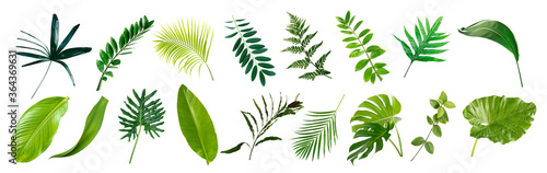 Fotomural set of green monstera palm banana and tropical plant leaf on white background for design elements, Flat layd