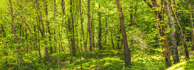 beautiful green forest with long tree trunks