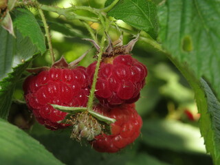 Raspberry growing on bush in a field