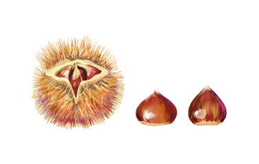 Sticker - Isolated vector illustration of a few scattered chestnuts. Open chestnut prickles. Hand painted watercolor background.