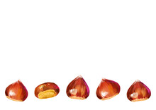Isolated Vector Illustration Of A Few Scattered Chestnuts. Open Chestnut Prickles. Hand Painted Watercolor Background.