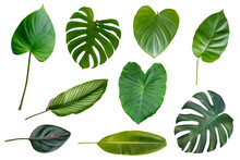 Different Tropical Green Leaves  Collection Isolated On White Background
