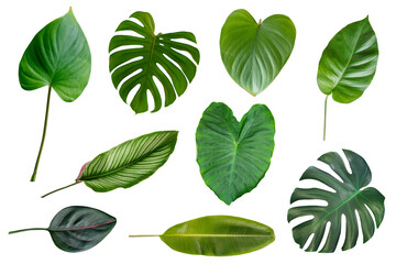 Wall Mural - Different Tropical green leaves  collection isolated on white background
