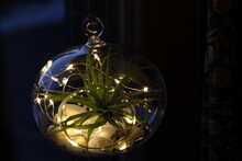 Hanging Glass Air Plant Terrarium With Fairy Lights