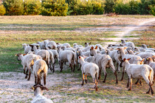 A Herd Of Young Trimmed Sheep Lambs Run From The Camera Through The Meadow In The Sun. Against The Background Of Grass And Trees. Horizontal Orientation. 