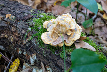Close-up Photo Of The Trametes Versicolor Mushroom. On The Overturned Tree Stump