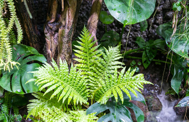 Wall Mural - Close up of beautiful growing ferns in the forest.