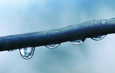 Wall Mural - Transparent drops of water on branch of tree close up.Natural background.