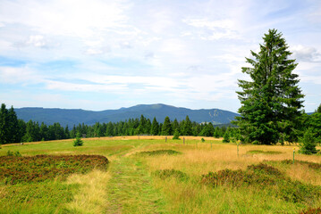 Wall Mural - beautiful mountain landscape in the national park sumava. view on the mount jezerni hora and spicak.