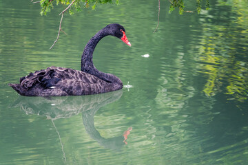 A graceful black swan with a red beak is swimming on a lake with dark green water. Cygnus atratus