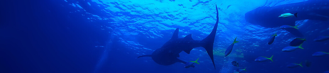 Sticker - whale shark scene landscape / abstract underwater big sea fish, adventure, diving, snorkeling