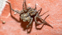 Wolf Spider Mother With Hatchlings On Her Back