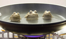 Ceramic Frogs Boiling In A Frying Pan On A Stove - Conceptual Image In Horizontal Format