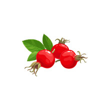 Rose Hip Fruits Icon, Berries Food From Farm Garden And Wild Forest Vector. Rosehip Fruits, Rose Hip Or Hep Haw Ripe Harvest For Jam Or Juice Package Food Ingredient, Natural Organic Dessert Berries