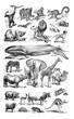 Big collage of different animals, mammals and zoo animals collection / Vintage and Antique illustration from Petit Larousse 1914	