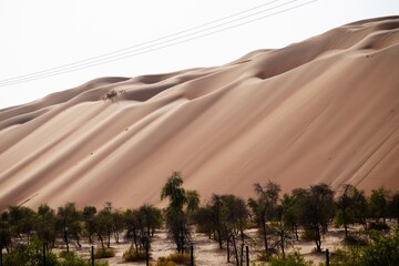 Wall Mural - sand dunes in the desert