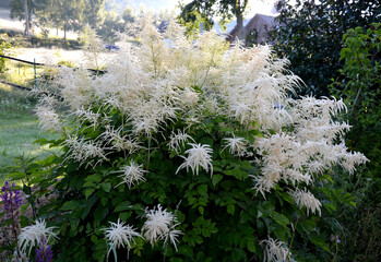 Wall Mural - Aruncus dioicus, forest, is a beautiful, stout herb, our native. It grows to a height of up to 1m. From June to the end of the wonderful large laths of creamy white flowers. 