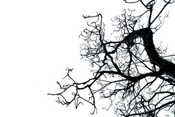 Wall Mural - Silhouette dead tree isolated on white background with copy space. Death, lament, sad, grief, hopeless, and despair concept. Halloween day abstract background. Disgusting and disordered tree branches.