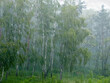 Heavy rain and wind in the birch forest, background