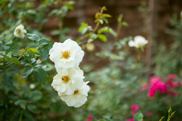 Beautiful white roses flower in the garden