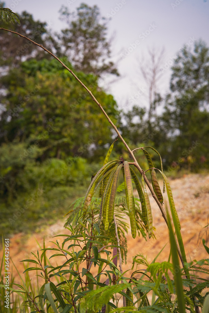 River tamarind or Leucaena leucocephala, a small fast-growing mimosoid ...