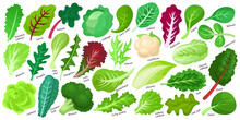 Lettuce And Salad Cartoon Vector Set Of Icon.Cartoon Vector Set Illustration Leaf Of Lettuce. Isolated Illustration Collection Leaf Of Salad Icon.