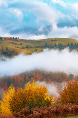 Beautiful majestic landscape with conifer trees on mountain.