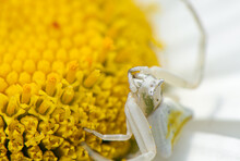 White Spider Sitting On A Chamomile Macro Close Up.