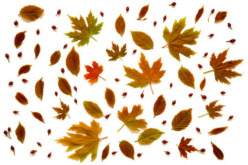 Wall Mural - flat lay of various, colorful autumn leaf texture. white background