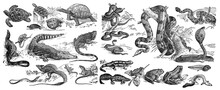 Animals Collection Of Different Reptiles / Vintage And Antique Illustration From Petit Larousse 1914	