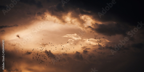 Flock of birds in the sky. Thunder cloud is lit by the light of the setting sun. Beautiful nature background. Summer sky. Red cloud. Flying bird