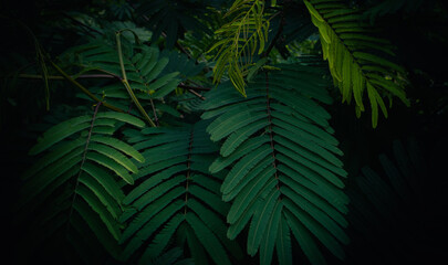 Wall Mural - green leaves pattern background, natural background