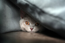 British Shorthair Cat, Lilac Color And Yellow Eyesa Cute And Beautiful Baby Kitten Playing Naughty, Hidden Behind A Pillow On A Dark Sofa Can Only See The Face