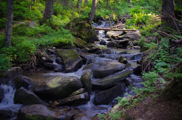 stream in the woods