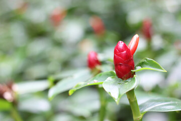 Wall Mural - costus speciosus, crepe ginger, red flowers with green blur background in the tropical garden. beaut