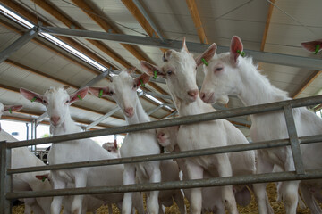 Goats. Goatfarm. Goatstables. 