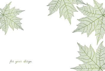 beautiful background with leaves vein. vector illustration. eps 10