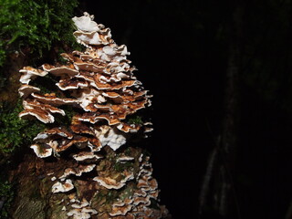 fungus growing in tree trunk