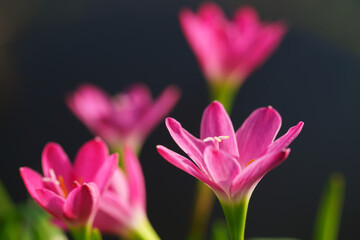 Wall Mural - close up of beautiful pink rain lily flower