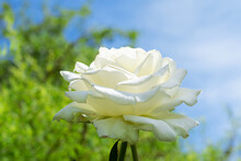 White Rose Blooming Against The Blue Sky In The Garden