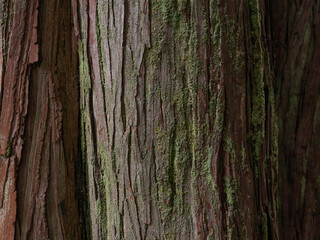 tree bark with green moss close up background texture 