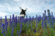 Windmill, Horse, Landscape Free Stock Photo - Public Domain Pictures