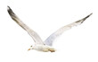 A flying seagull hand drawn in watercolor isolated on a white background. Watercolor illustration. Watercolor seagull