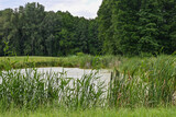 Fototapeta Do pokoju - bulrush  growing around the pond
