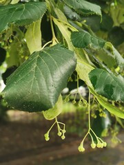 Canvas Print - Closeup of Linden tree leaves and buds (Tilia cordata)