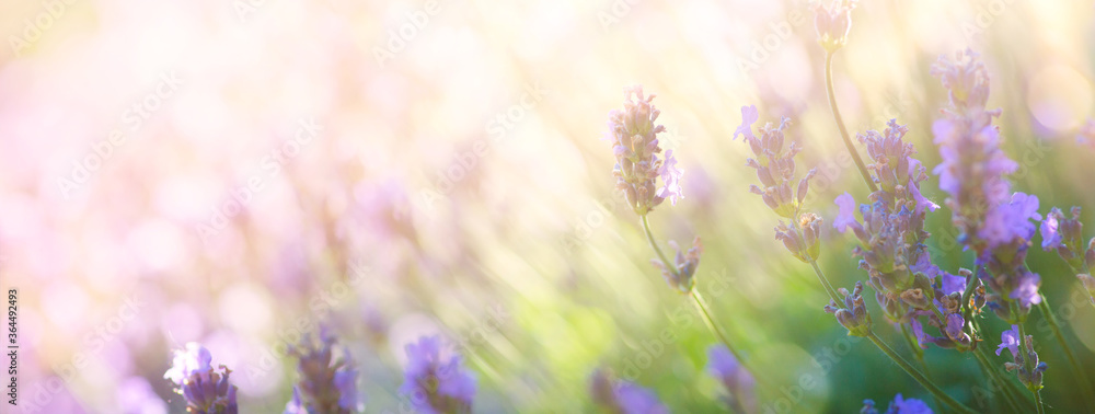 Summer floral landscape; beautiful summer lavender flower against evening sunny sky; nature landscape background. - obrazy, fototapety, plakaty 