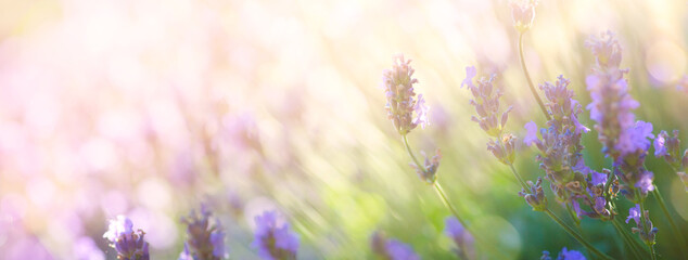 Aufkleber - Summer floral landscape; beautiful summer lavender flower against evening sunny sky; nature landscape background.